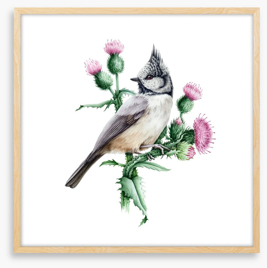 Little crested tit