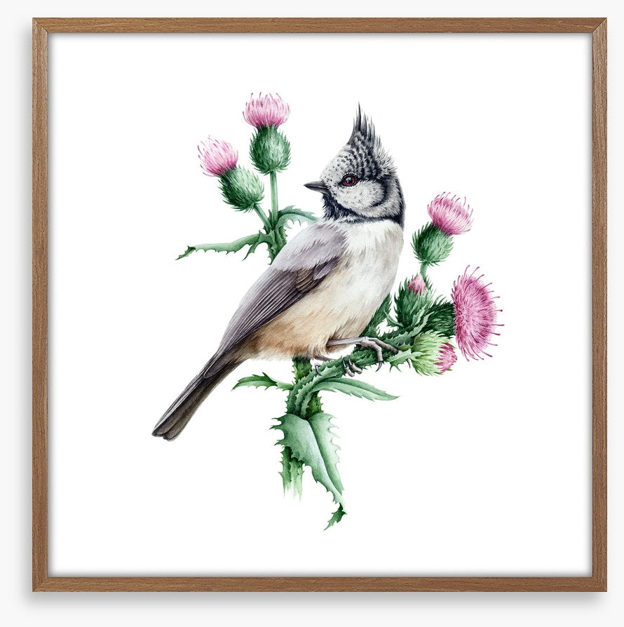 Little crested tit