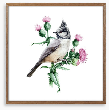Little crested tit