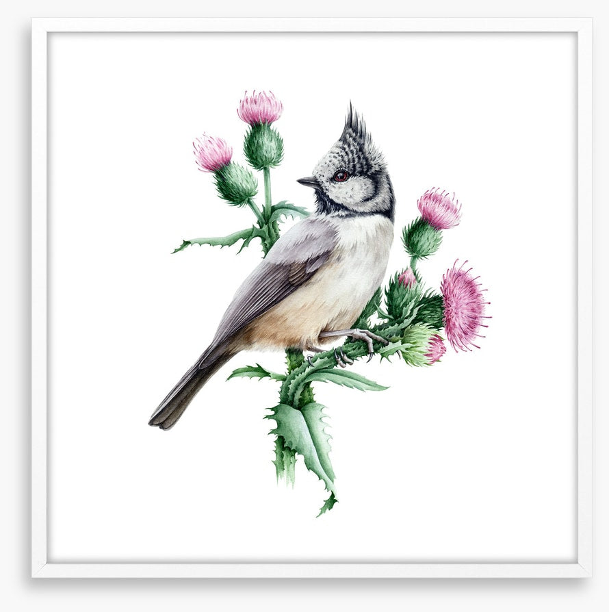 Little crested tit