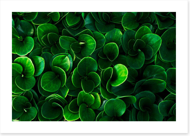 Leaves