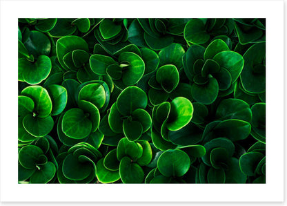 Leaves