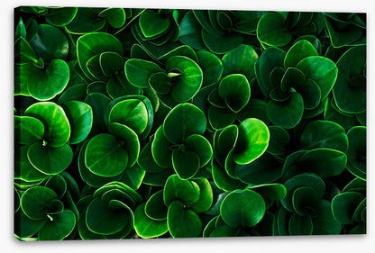 Leaves