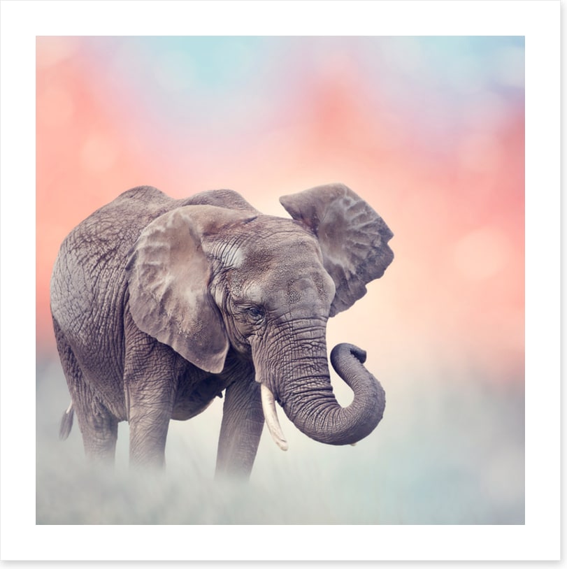 Emerging elephant
