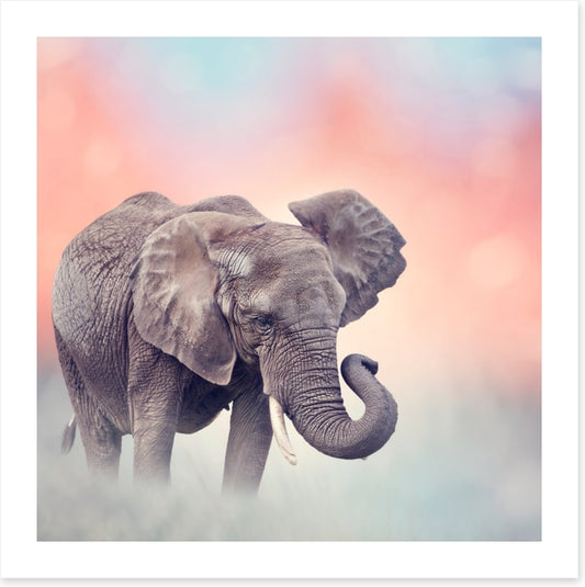 Emerging elephant