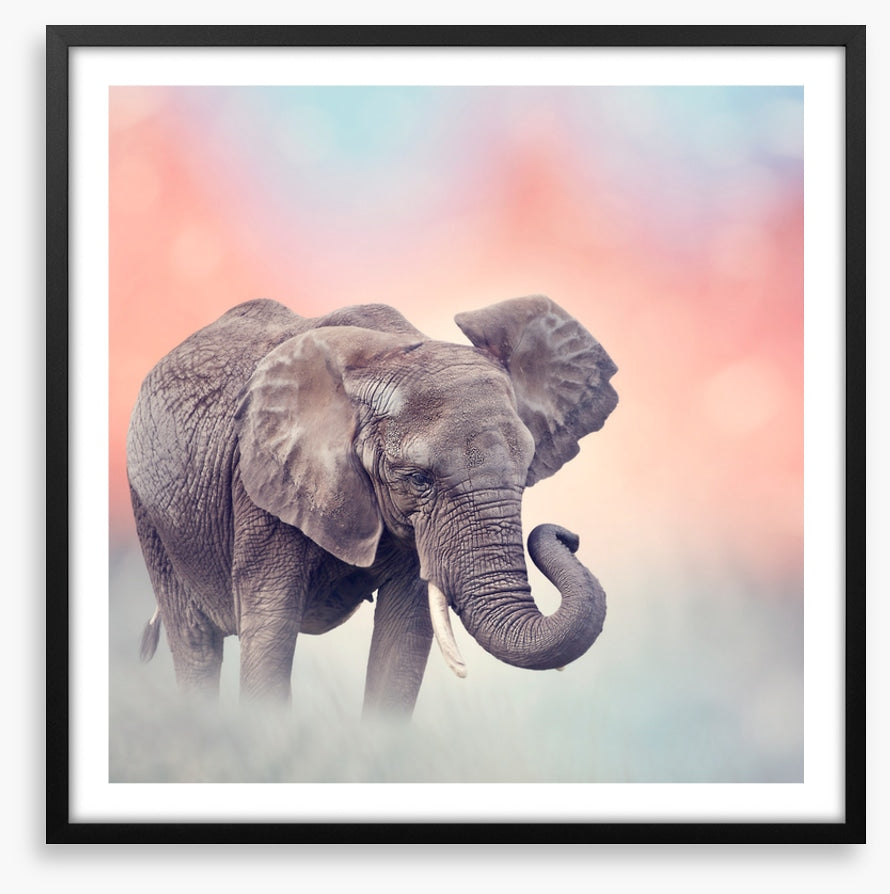 Emerging elephant