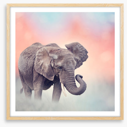 Emerging elephant