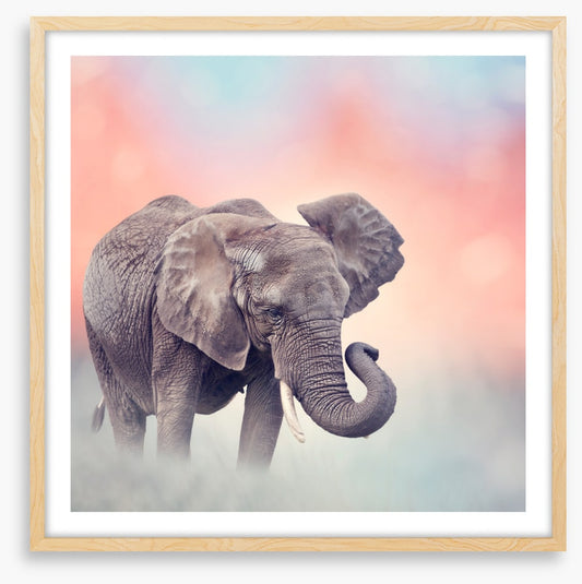 Emerging elephant
