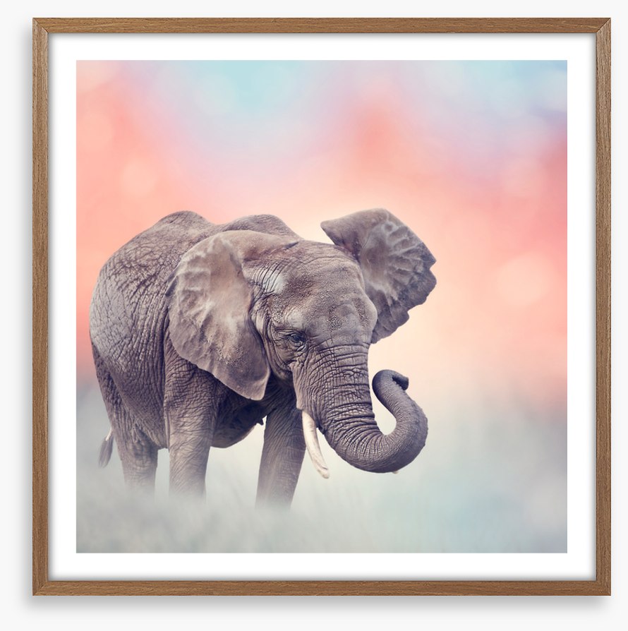 Emerging elephant