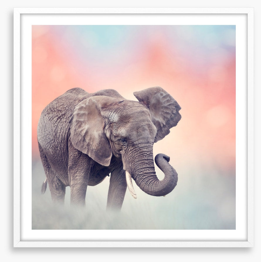 Emerging elephant