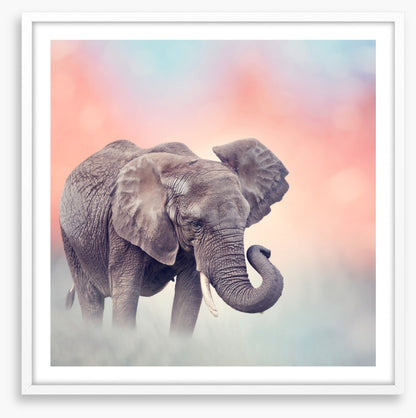 Emerging elephant