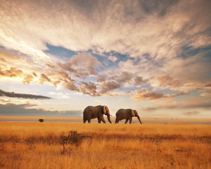 Safari for two
