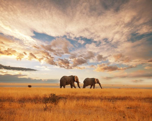 Safari for two