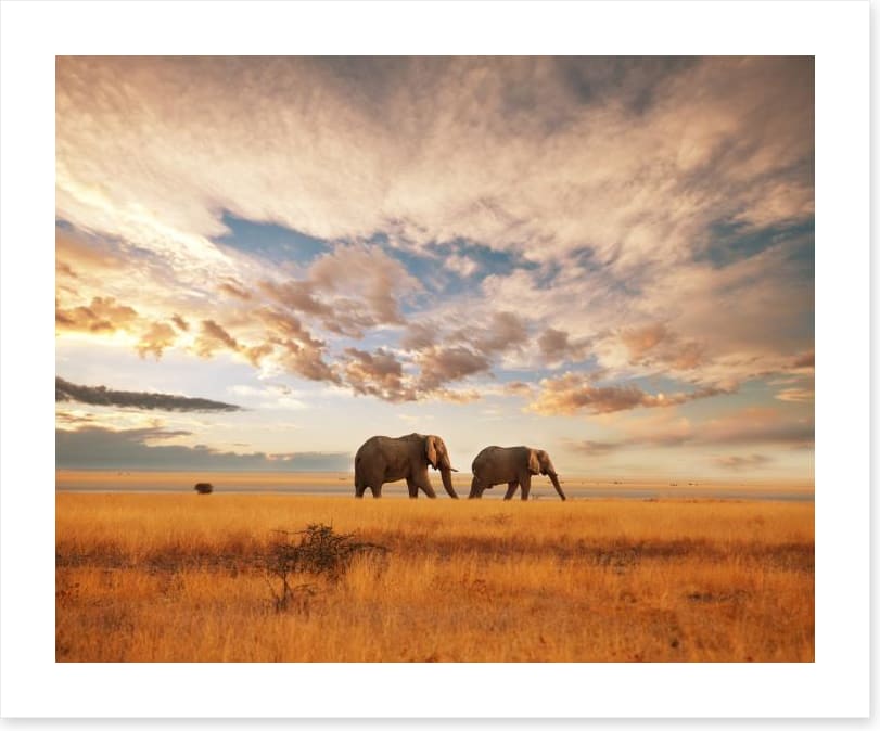 Safari for two