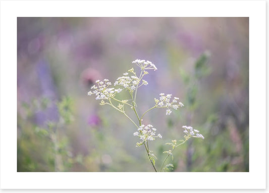 Meadows