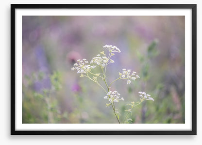 Meadows