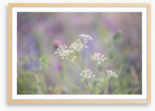 Meadows