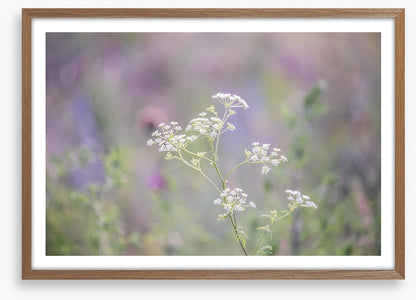 Meadows