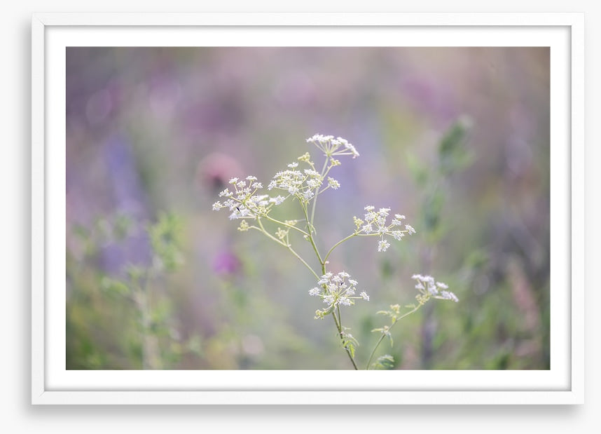 Meadows