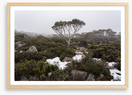 Mt Wellington winter