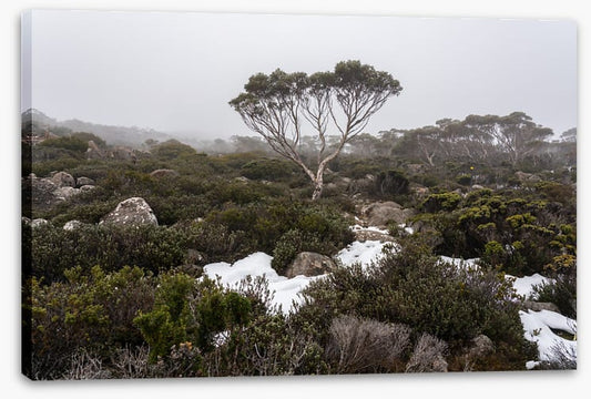 Mt Wellington winter