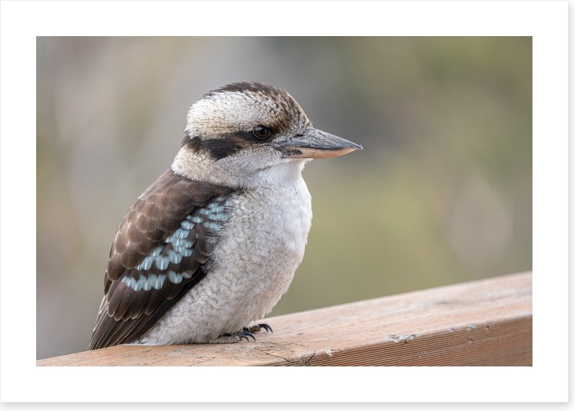 Kookaburra visit