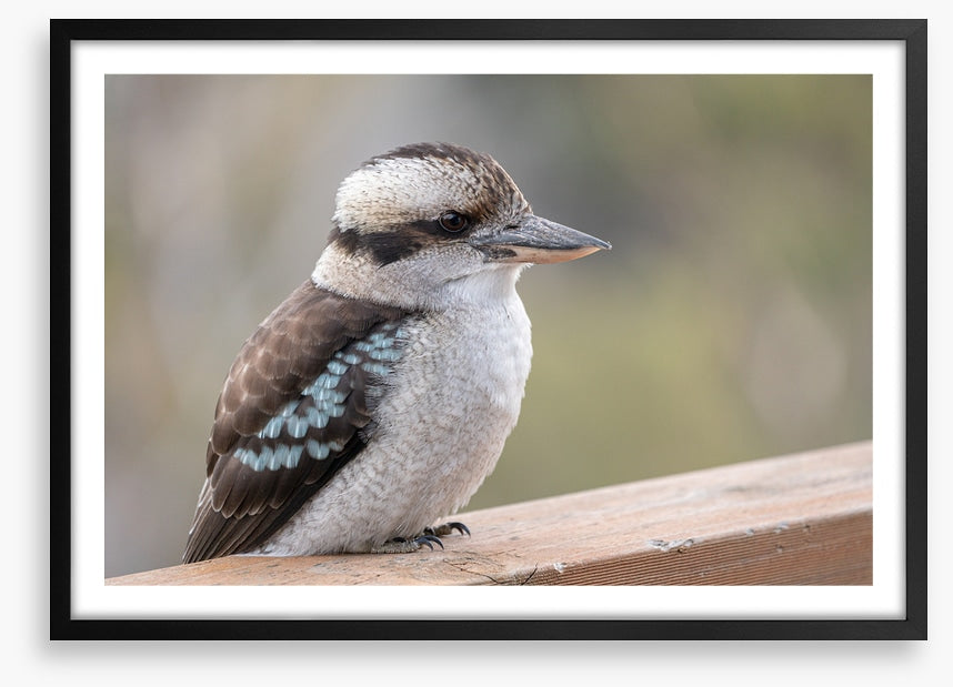 Kookaburra visit