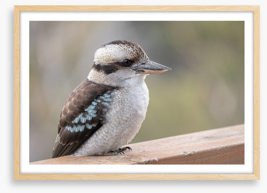 Kookaburra visit