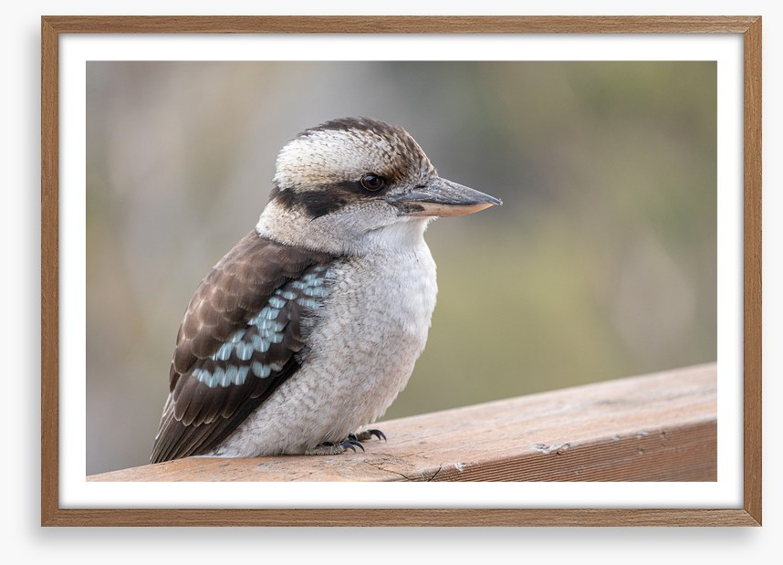 Kookaburra visit