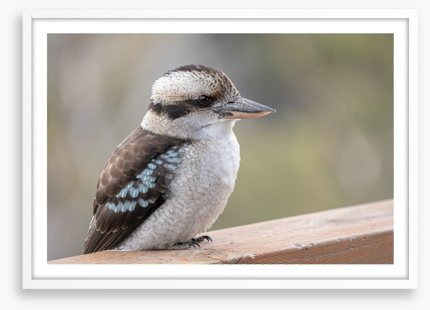 Kookaburra visit