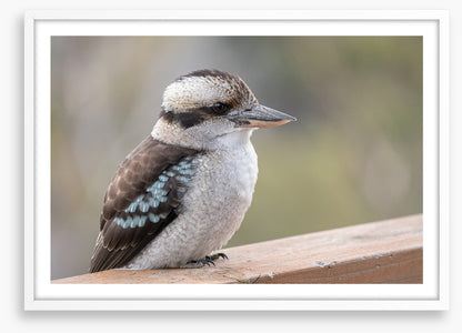Kookaburra visit