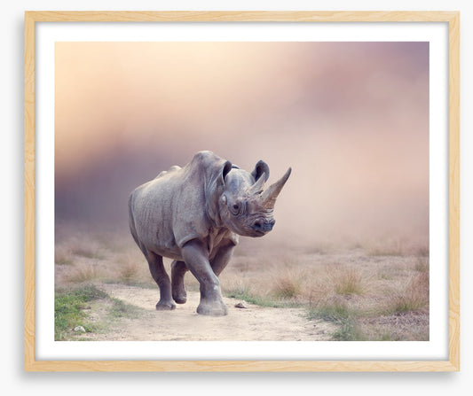 Rhino rumba
