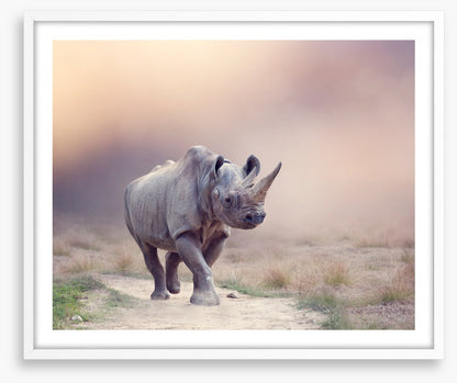 Rhino rumba