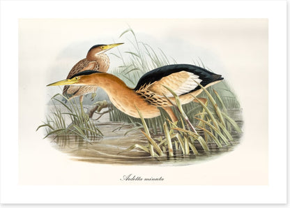 Botaurus minutus