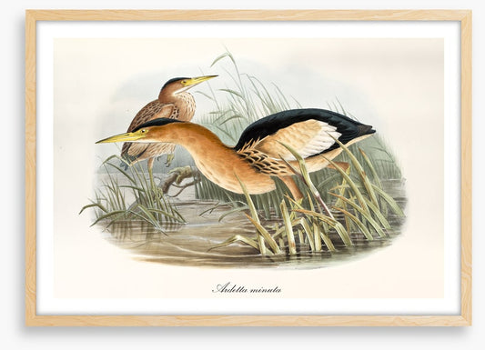 Botaurus minutus