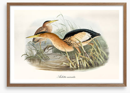 Botaurus minutus