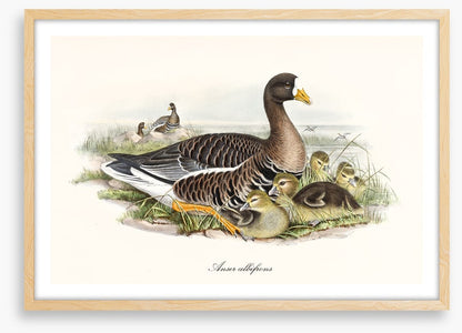 Anser albifrons