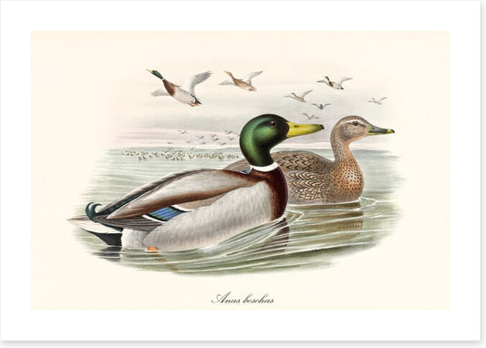 Anas platyrhynchos