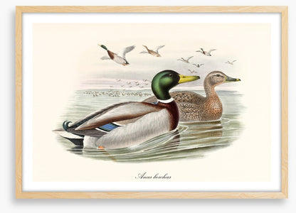 Anas platyrhynchos