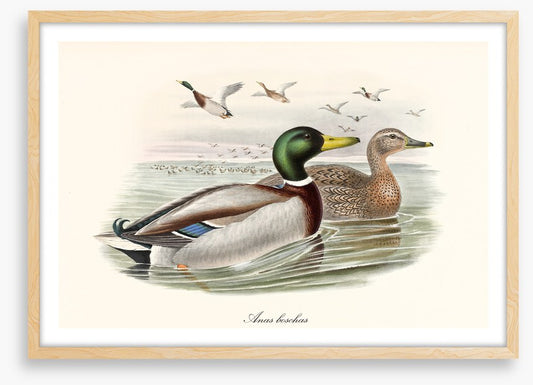 Anas platyrhynchos