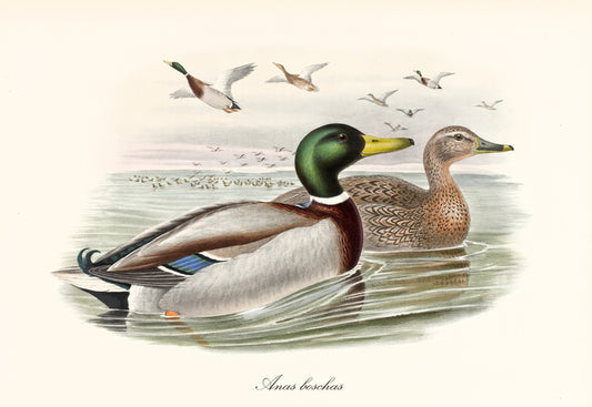 Anas platyrhynchos