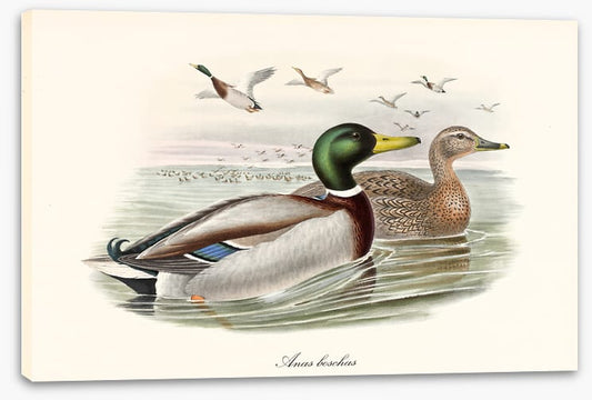 Anas platyrhynchos