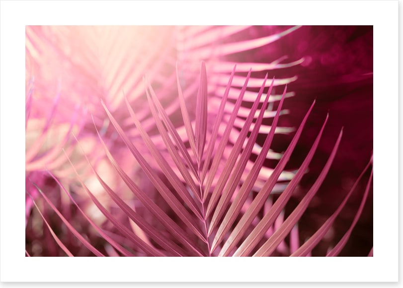 Palms in pink