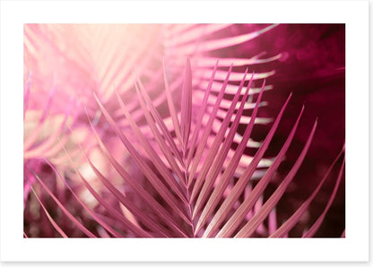Palms in pink