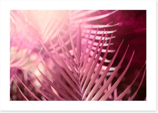 Palms in pink
