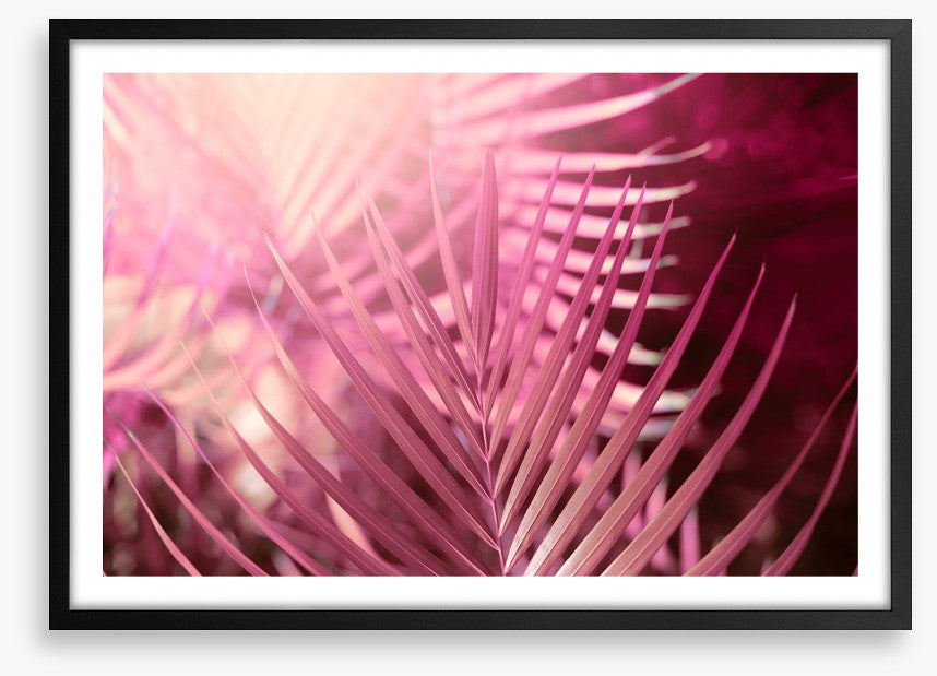 Palms in pink