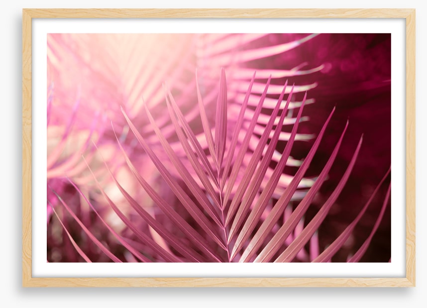 Palms in pink