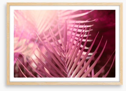 Palms in pink