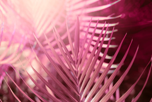 Palms in pink