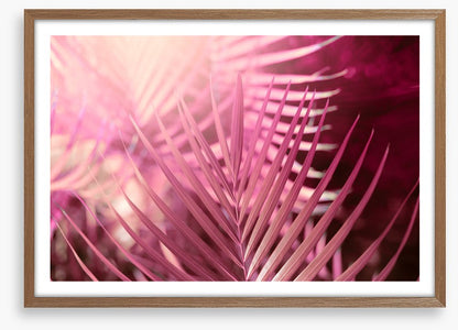 Palms in pink